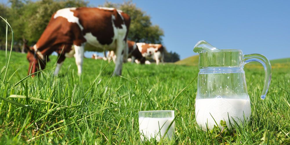 пищевая непереносимость молока