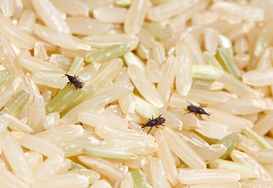 Жуки и другие насекомые в сыпучих продуктах