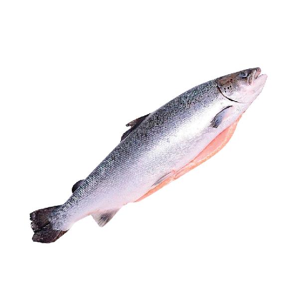 Рыба Лосось (семга) с/м с/г (размер 3-5кг.) Чили Премиум