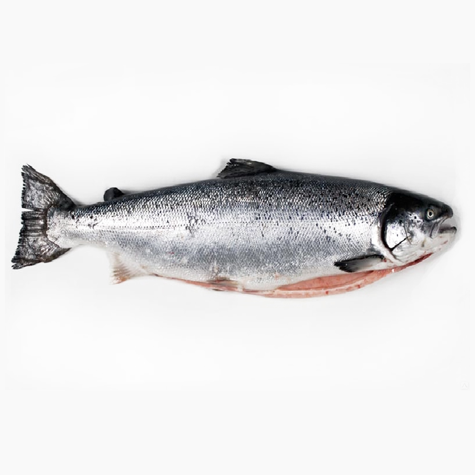 Рыба Лосось (семга) с/м с/г (размер 5-6кг.) Премиум