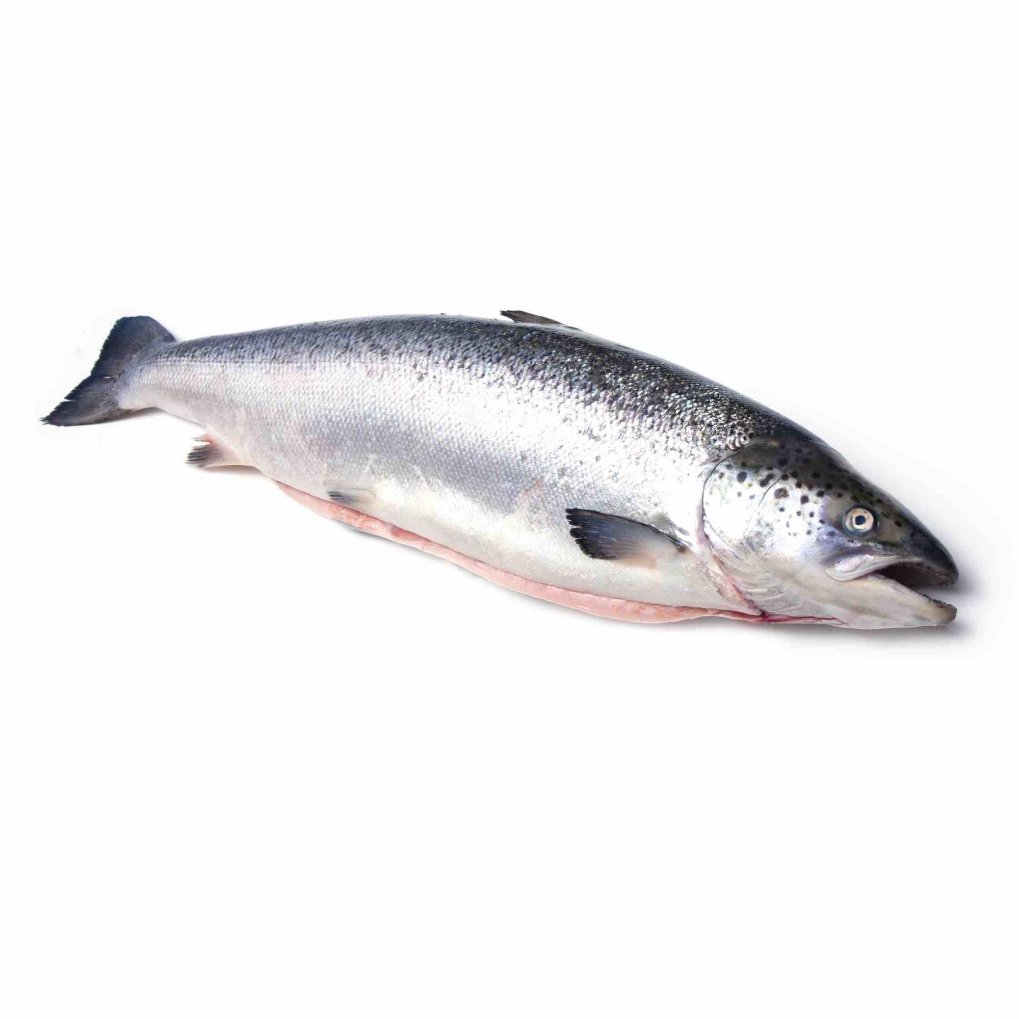 Рыба Лосось (семга) с/м с/г (размер 6-7кг.) Премиум